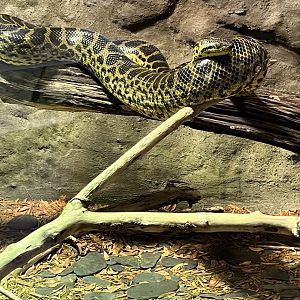 Yellow Anaconda