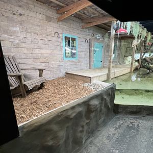 American Alligator Exhibit