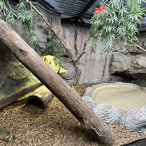 Black-Throated Monitor Exhibit