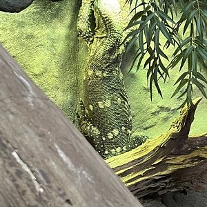 Black-Throated Monitor