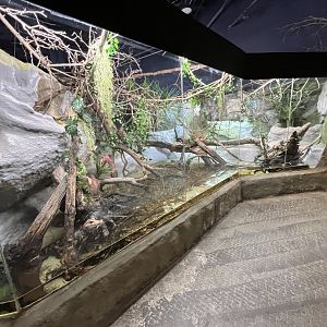 Cuvier’s Dwarf Caiman Exhibit