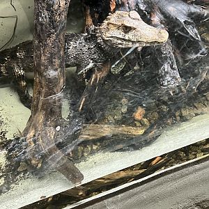 Cuvier’s Dwarf Caiman