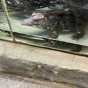 Cuvier’s Dwarf Caiman