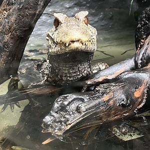 Cuvier’s Dwarf Caiman
