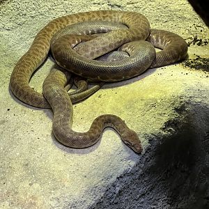 Children’s Python