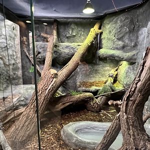 Spiny-Tailed Iguana Exhibit