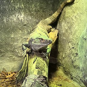 Spiny-Tailed Iguana