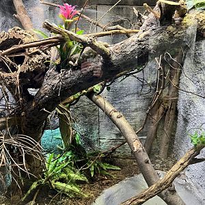 Solomon Islands Prehensile-Tailed Skink Exhibit