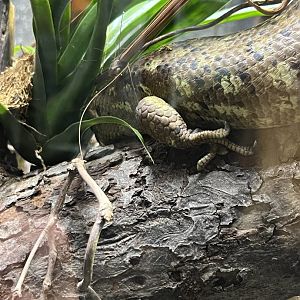 Solomon Islands Prehensile-Tailed Skink