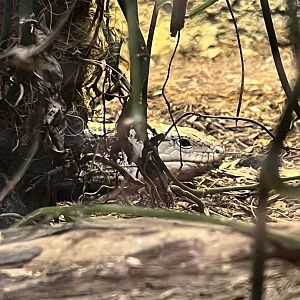 Blue-Tongued Skink