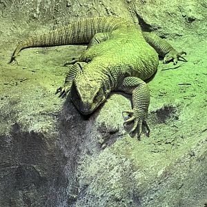 Savanna Monitor