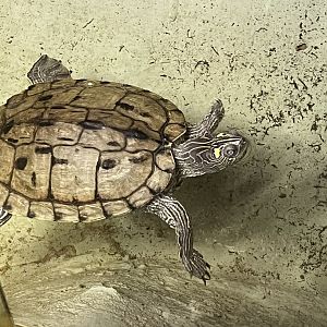Map Turtle