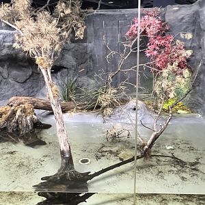 Spiny Softshell Exhibit