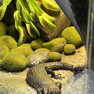 Cunningham’s Skink