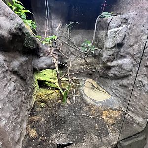 African Bullfrog Exhibit
