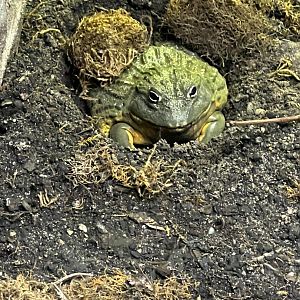 African Bullfrog