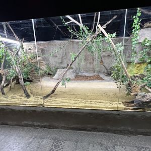 Alligator Snapping Turtle Exhibit