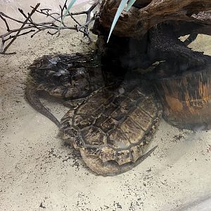 Alligator Snapping Turtles