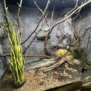Brown Basilisk Exhibit