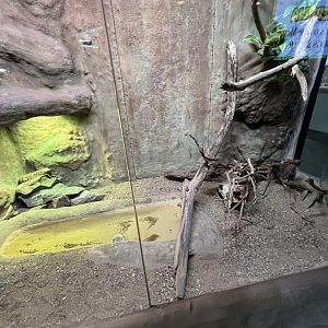 Gila Monster Exhibit