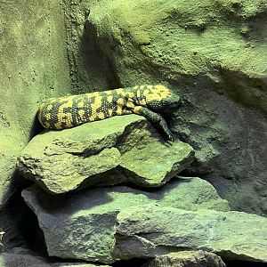Gila Monster