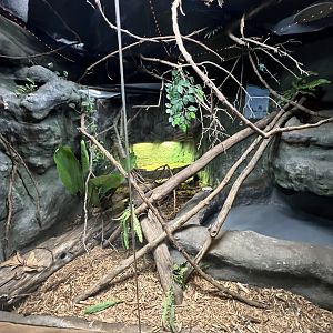 Crocodile Monitor Exhibit
