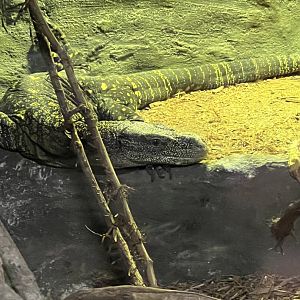 Crocodile Monitor