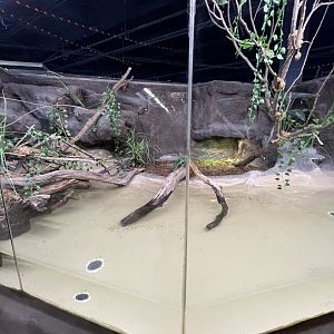 Common Snapping Turtle Exhibit