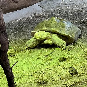 Sulcata Tortoise