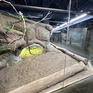 Sulcata Tortoise Exhibit