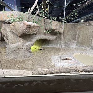 Sulcata Tortoise Exhibit