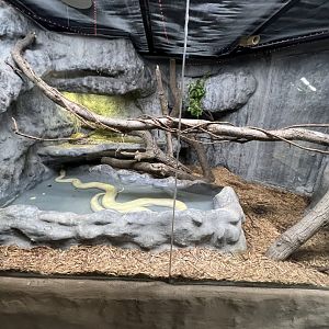 Burmese Python Exhibit