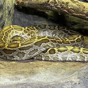 Burmese Python