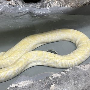 Burmese Python