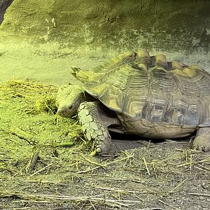 Sulcata Tortoise