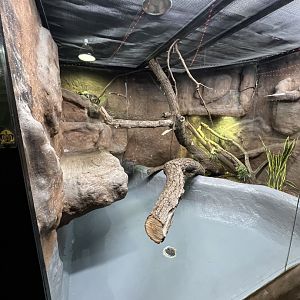 Borneo Bateater Python Exhibit