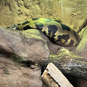 Borneo Bateater Python