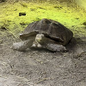 Sulcata Tortoise