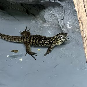 Gold Tegu