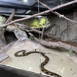 Reticulated Python Exhibit