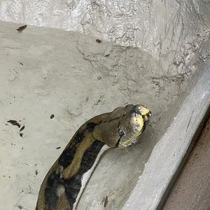 Reticulated Python
