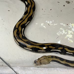 Reticulated Python