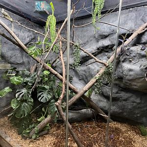 Madagascar Giant Day Gecko/Veiled Chameleon Exhibit