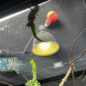 Madagascar Giant Day Gecko