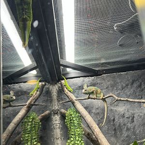 Madagascar Giant Day Gecko and Veiled Chameleon