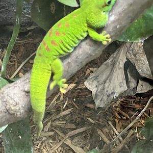 Madagascar Giant Day Gecko