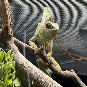 Veiled Chameleon