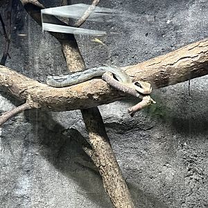 Blue Beauty Snake