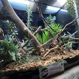 White’s Tree Frog Exhibit