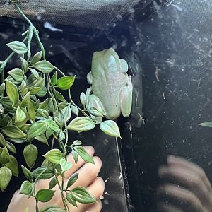 White’s Tree Frog